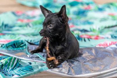 Close-up of a dog on bed