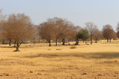 Trees on field against clear sky