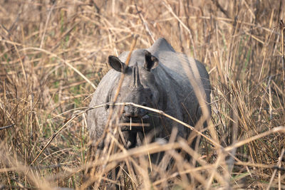 Close-up of pig on field