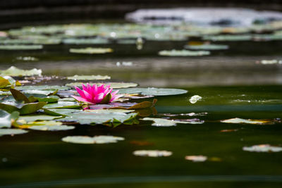 Lotus water lily in lake