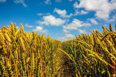 Plants growing on field against sky