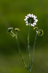 Close-up of flower blooming outdoors