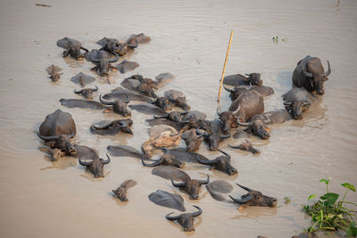 High angle view of ducks swimming in lake