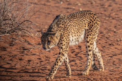 The cheetah in namibia