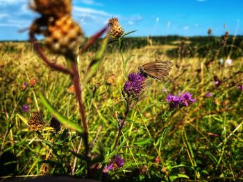 Close-up of butterfly pollinating on purple flower