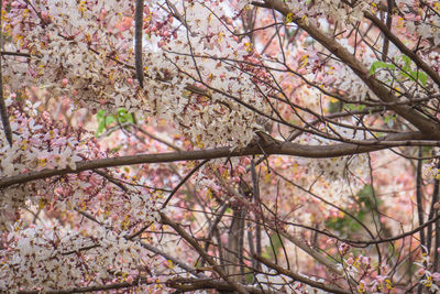 Low angle view of cherry blossom tree