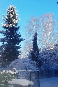 Trees against sky during winter