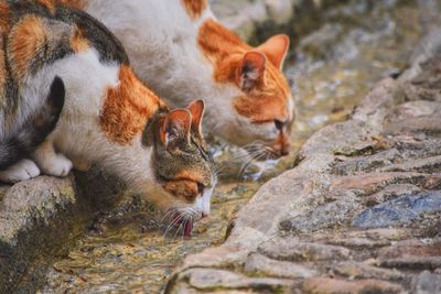Close-up of stray cats drinking water