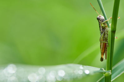 Close-up of insect on leaf