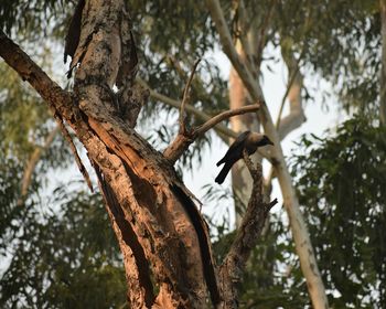 Low angle view of bird on tree against sky