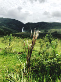 Close-up of crops growing on field against sky