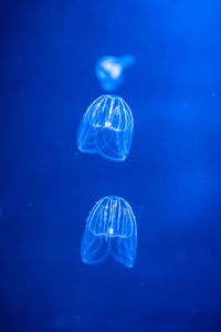 Jellyfish swimming in sea