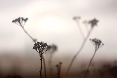 Close-up of plants against sky