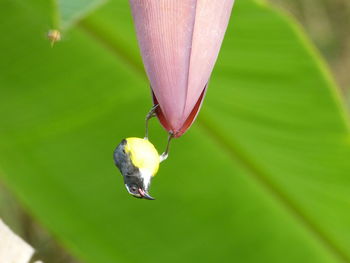 Close-up of insect on flower