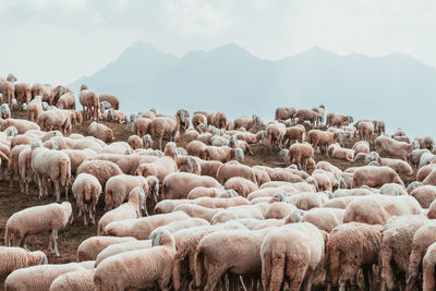 Panoramic view of a sheep