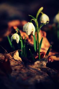 Close-up of white flowering plant