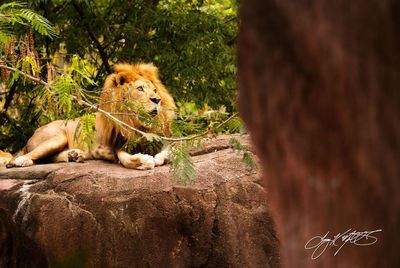 Cat relaxing in a zoo