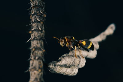 Close-up of bee