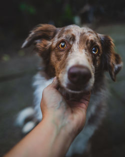 Portrait of person with dog