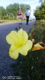 Close-up of yellow flower on road