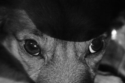 Close-up portrait of dog