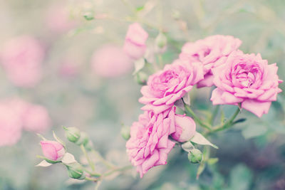 Gentle pink rose flowers, beautiful bokeh. empty place for text, copy space. 