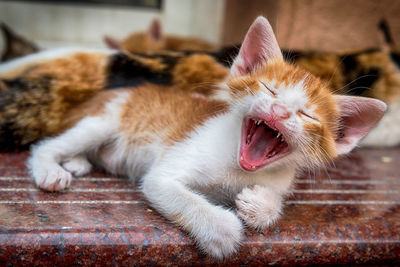 Close-up of cat yawning