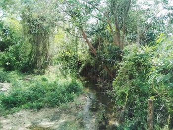 Trees growing in forest