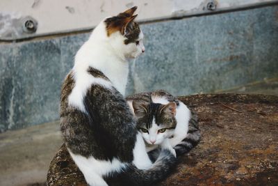 Relaxed cats