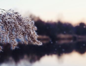 Flowers growing on tree against sky