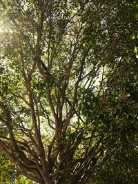 Low angle view of tree against sky