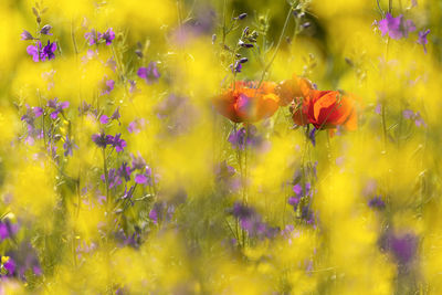 Close-up of purple flowering plants on field