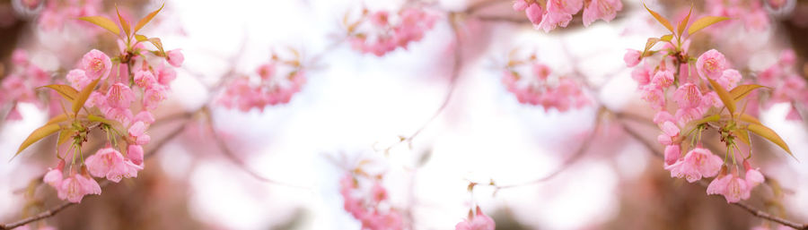 Close-up of pink cherry blossoms