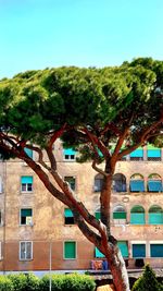 Trees and plants growing outside building against clear blue sky