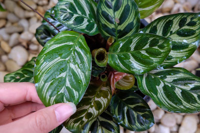 Close-up of hand holding leaves