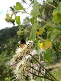 Close-up of honey bee on flower