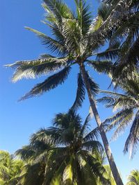 Low angle view of palm tree against blue sky