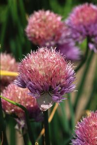 Close-up of pink flower