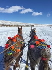 High angle view of horses on snow covered field during winter