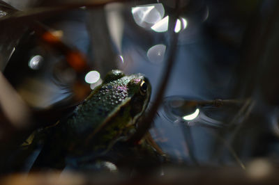 Close-up of snake in water