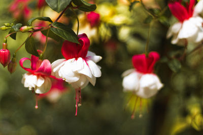 Close-up of red flowers blooming outdoors