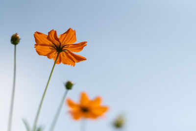 Low angle view of orange flowering plant against clear sky