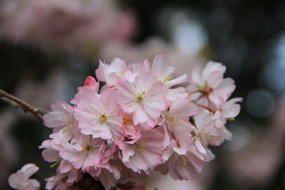 Close-up of pink cherry blossom