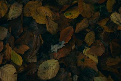 Full frame shot of autumn leaves