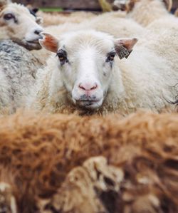 Portrait of sheep