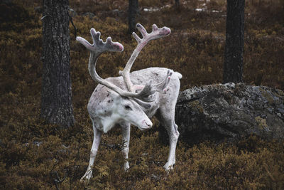 Reindeer standing amidst trees in forest