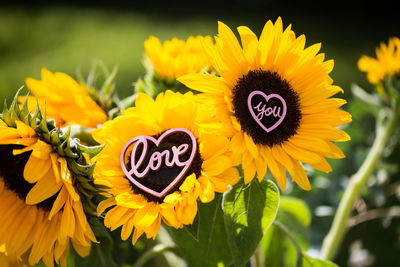 Close-up of yellow sunflower with heart shape