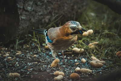 Close-up of bird perching on a land