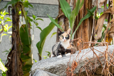 Portrait of a cat