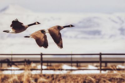 Geese flying over sea against sky